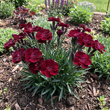 Maroon Dianthus Seeds for Planting - Flower Garden