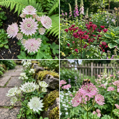 Astrantia Flower Seeds for Planting