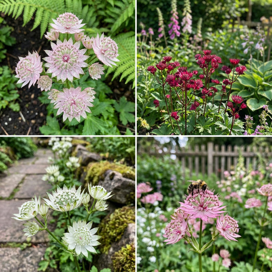 Astrantia Flower Seeds for Planting