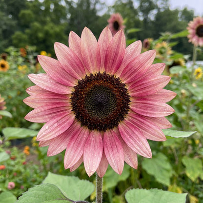 Sunflower Flower Planting Seeds Pink