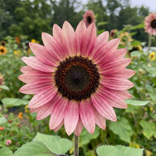 Sunflower Flower Planting Seeds Pink