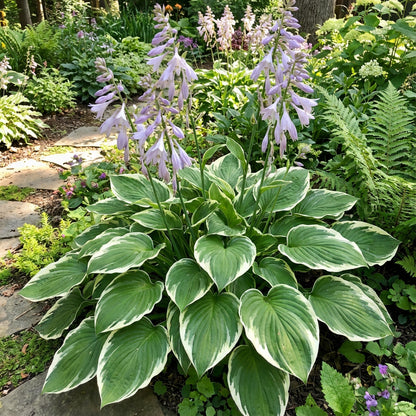 Green and White Mountain Flower Seeds: Essential Planting Tips