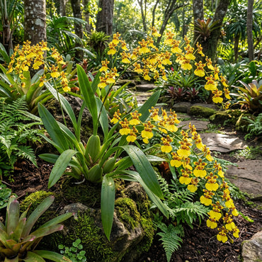 Oncidium Orchid Flower Seeds - Expert Planting Tips for Vibrant Blooms