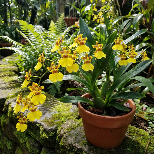 Oncidium Orchid Flower Seeds - Expert Planting Tips for Vibrant Blooms