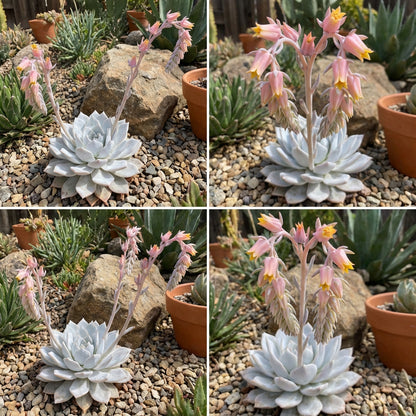 Plant White Echeveria Seeds