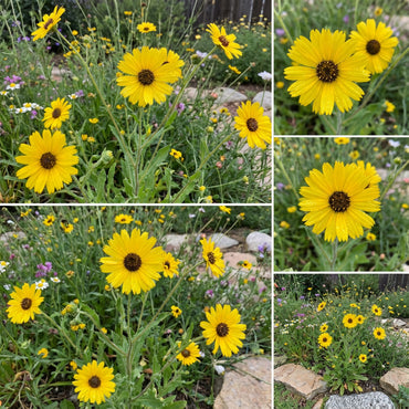 Yellow Madia Elegans Flower Seeds Planting