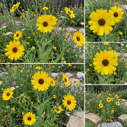 Yellow Madia Elegans Flower Seeds Planting