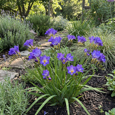 Blue Freesias Seeds - Planting Guide for Vibrant Flowers
