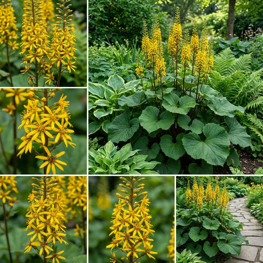 Yellow Ligularia Plant Seeds Planting Guide