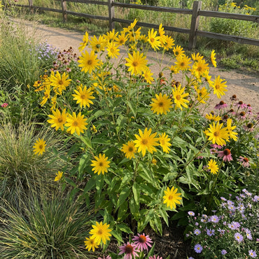 Yellow Maximiliani Flower Seeds Planting