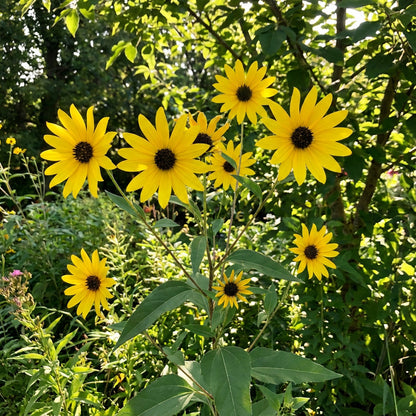 Yellow Maximiliani Flower Seeds Planting