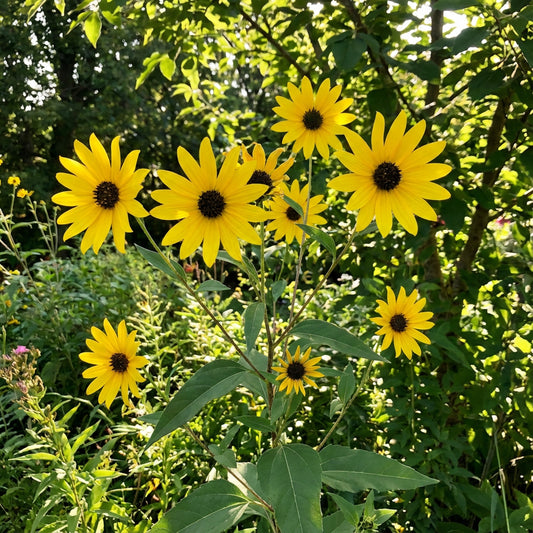 Yellow Maximiliani Flower Seeds Planting