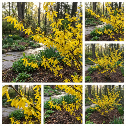 Yellow Trifoliate Forsythia Plant Seeds Planting Tips