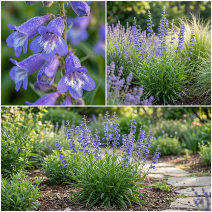 Blue Penstemon Barbatus Flower Seeds for Easy Planting Tips