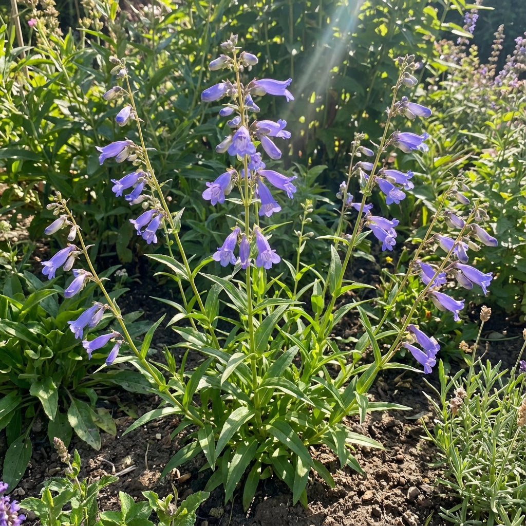 Blue Penstemon Barbatus Flower Seeds for Easy Planting Tips