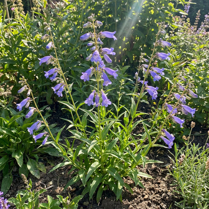 Blue Penstemon Barbatus Flower Seeds for Easy Planting Tips