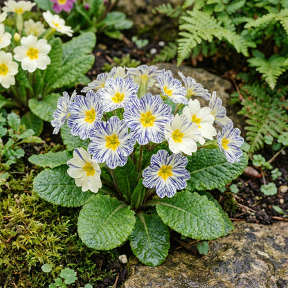 Blue Zebra Primula Flower Seeds for Simple Planting Tips