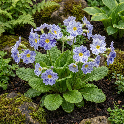 Blue Zebra Primula Flower Seeds for Simple Planting Tips