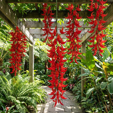 Red Strongylodon Flower Seeds Planting  Seeds for Thriving and Vibrant Garden Displays
