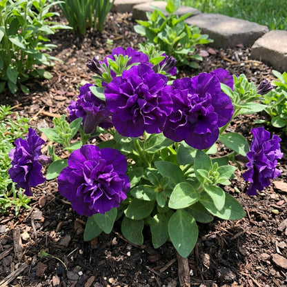 Double Flower Violet Petunia Seeds for Planting