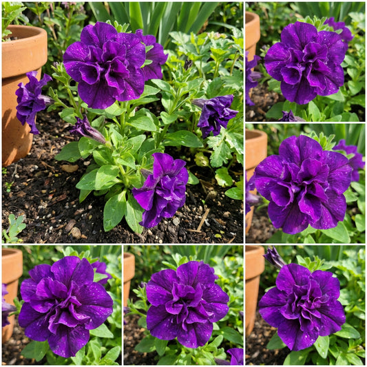 Double Flower Violet Petunia Seeds for Planting