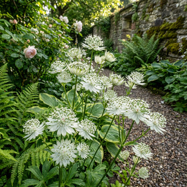 White Astrantia Flower Planting for a Stunning Garden  Seeds for Lush, Elegant Blooms in Your Outdoor Space