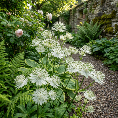 White Astrantia Flower Planting for a Stunning Garden  Seeds for Lush, Elegant Blooms in Your Outdoor Space