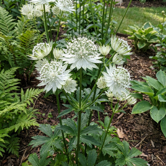 White Astrantia Flower Planting for a Stunning Garden  Seeds for Lush, Elegant Blooms in Your Outdoor Space
