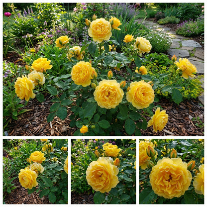 Yellow Hugo Rose Flower Seeds Planting