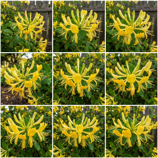 Yellow Fragrant Flower Seeds Planting Guide