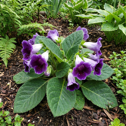 Violet White Gloxinia Flower Seeds: Planting the Perfect Floral Delight