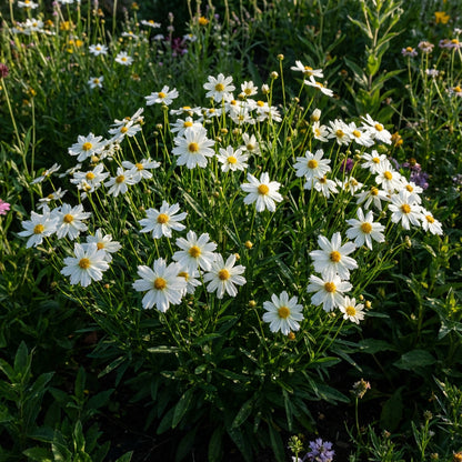White Coreopsis Flower Seeds Planting