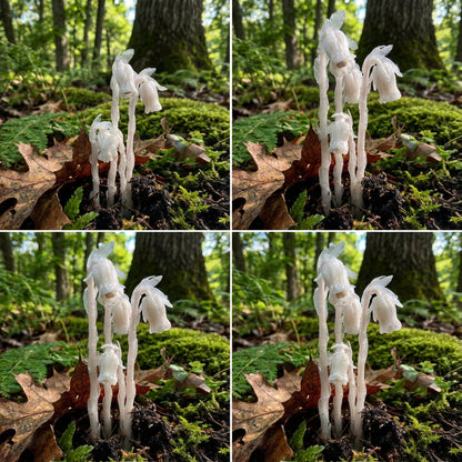 White Monotropa Uniflora Flower Seeds for Planting  Seed for Unique and Rare Blooms, Perfect for Enhancing Garden Beauty