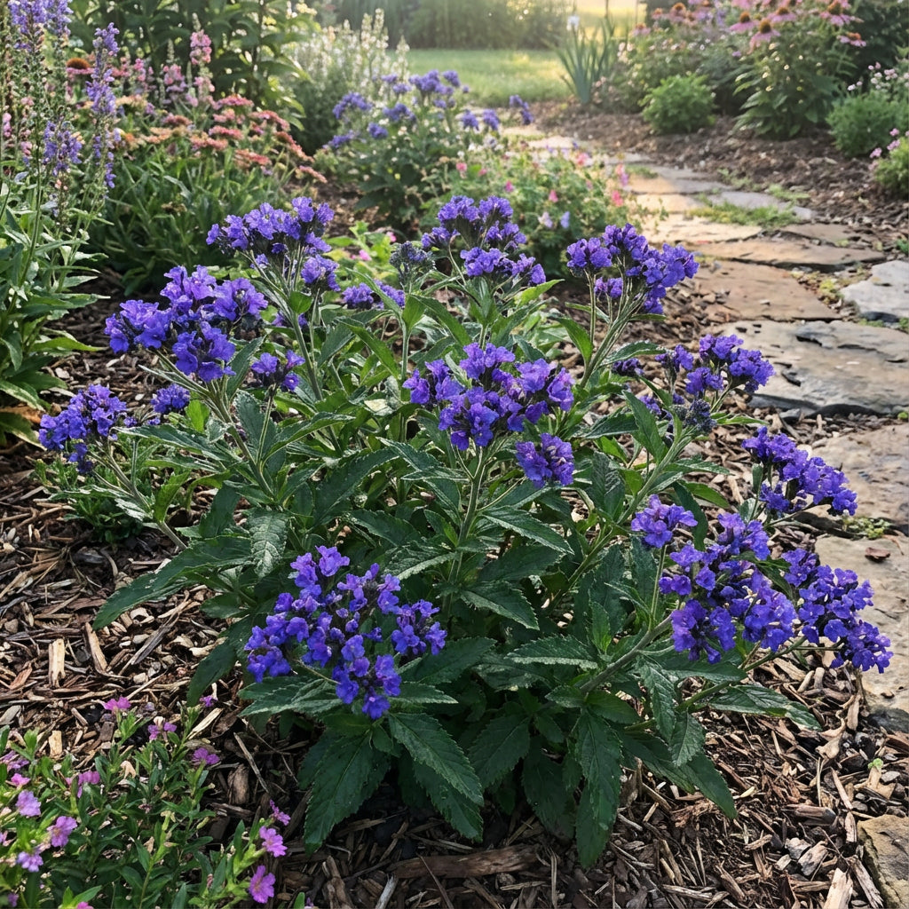 Blue Febrifuga Fruit Seeds - Essential Planting Tips for Success