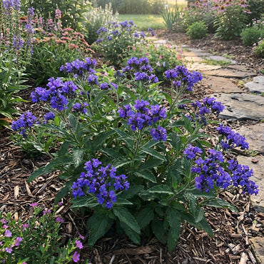 Blue Febrifuga Fruit Seeds - Essential Planting Tips for Success