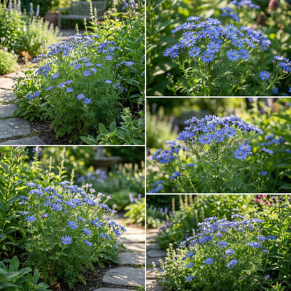 Blue Febrifuga Fruit Seeds - Essential Planting Tips for Success