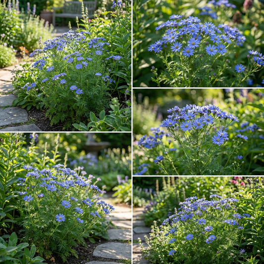 Blue Febrifuga Fruit Seeds - Essential Planting Tips for Success