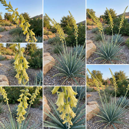 Yellow Yucca Plant Seeds for Easy Planting