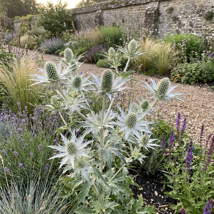 White Eryginum Flower Seeds Planting