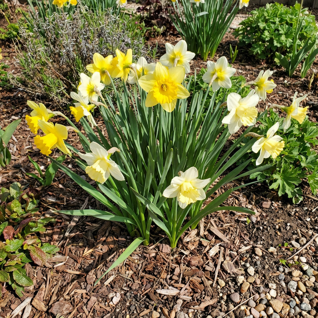 Narcissus Flower Seeds for Planting  Grow Beautiful Cream Blooms