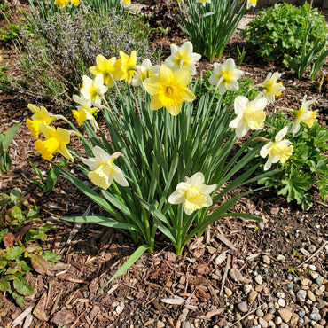Narcissus Flower Seeds for Planting  Grow Beautiful Cream Blooms