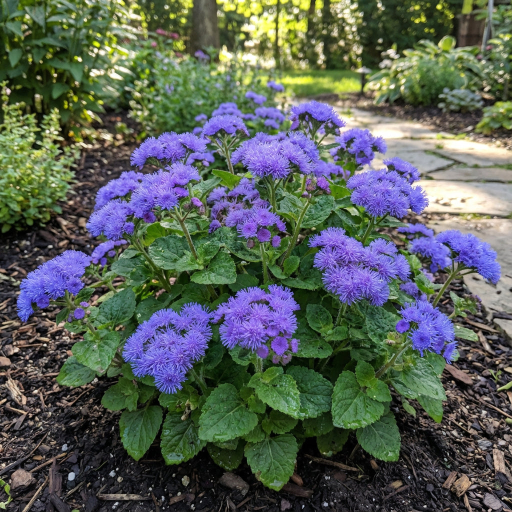 Ageratum Violet Flower Seeds Planting Guide