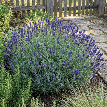 Blue Lavender Flower Seeds for Easy Planting