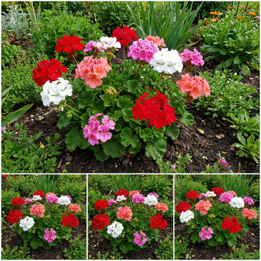 Mixed Geranium Flower Seeds for Easy Planting