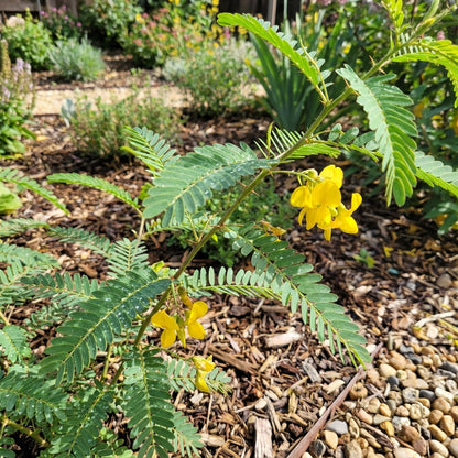 Yellow Sesbania Aculeata Plant Seeds Planting Guide