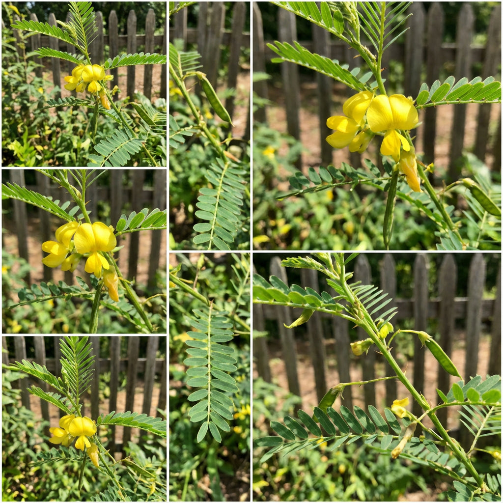 Yellow Sesbania Aculeata Plant Seeds Planting Guide
