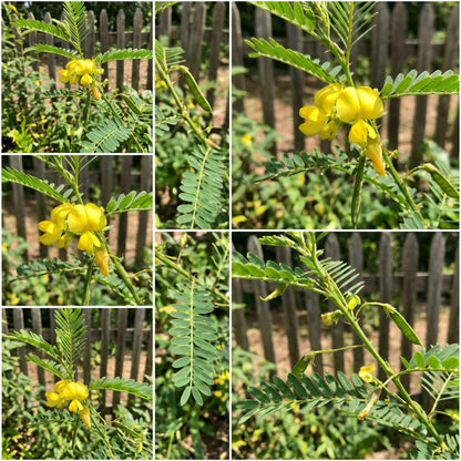 Yellow Sesbania Aculeata Plant Seeds Planting Guide