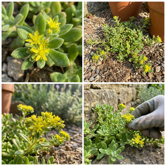 Yellow Aizoon Flower Seeds Planting