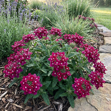 Verbena Flower Seeds Dark Pink Planting
