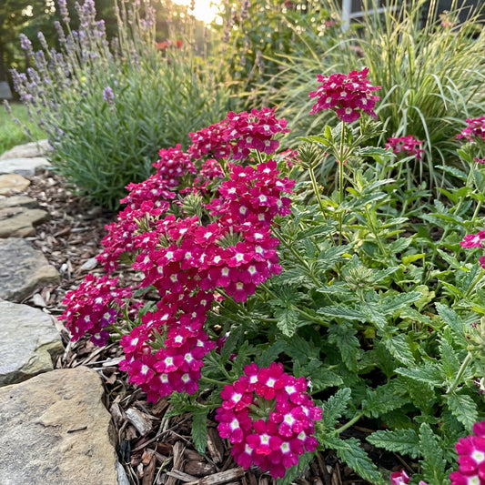 Verbena Flower Seeds Dark Pink Planting